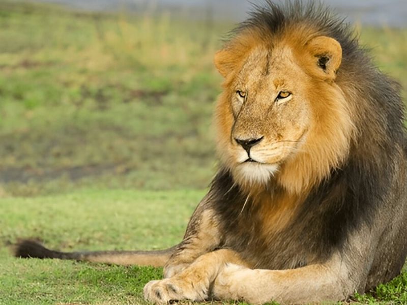 Ngorongoro Conservation Area