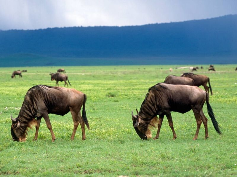 Tarangire National Park