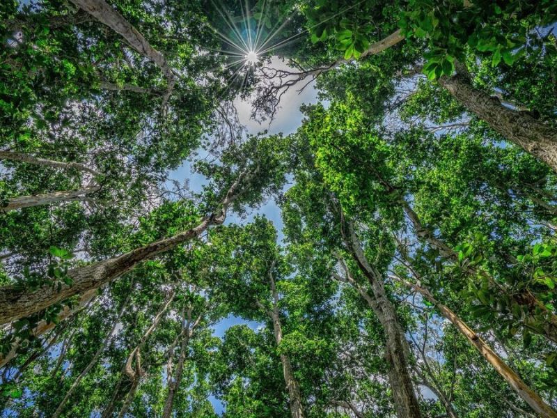 Jozani Forest